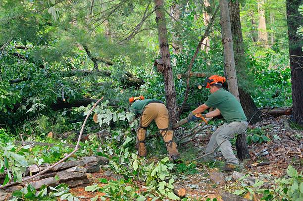 Professional Tree Care Services in Laurinburg, NC